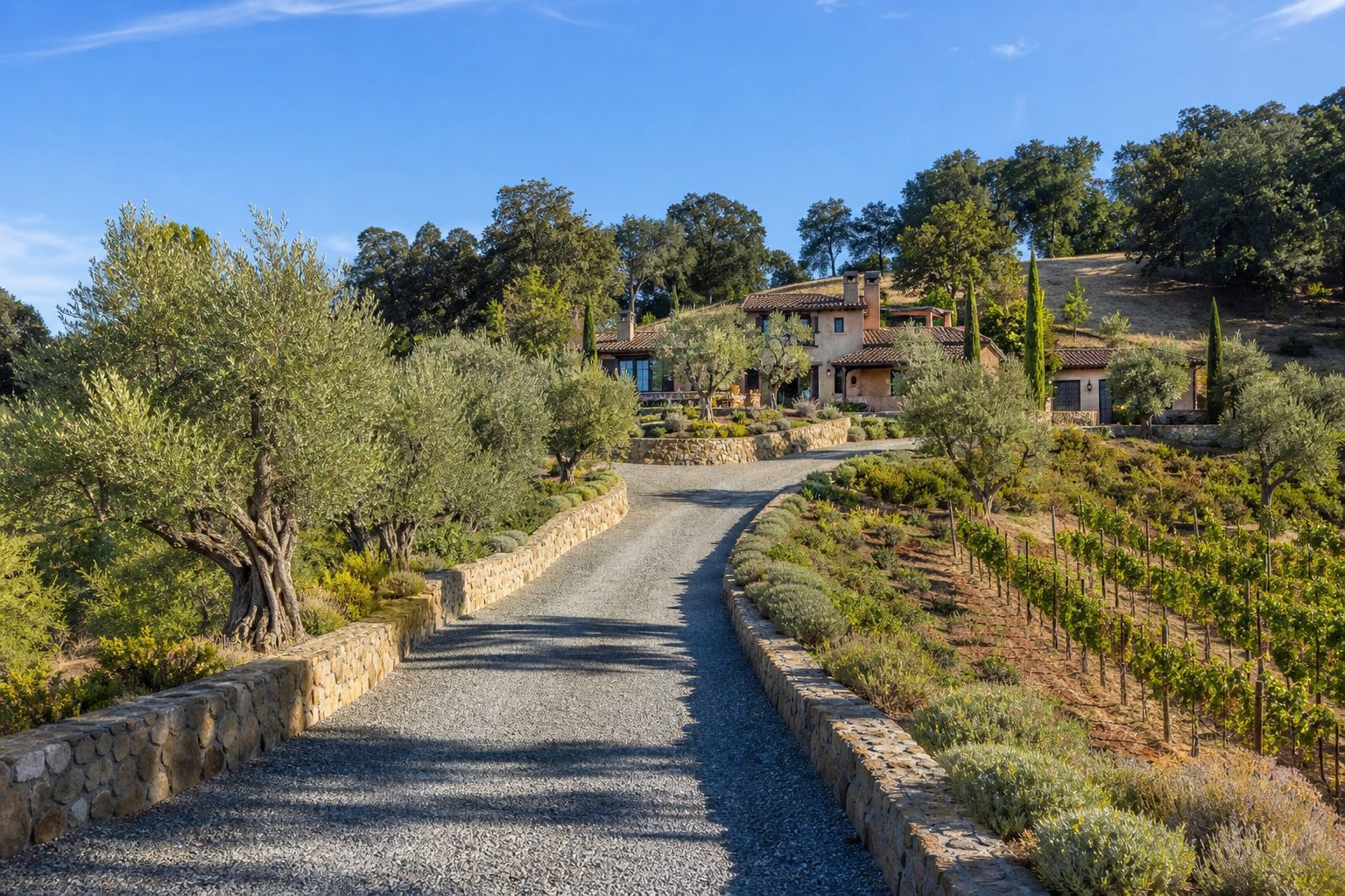Sonoma county hillside estate with olive trees and a gravel drive
