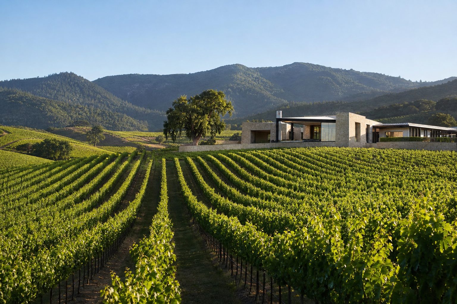 Vineyard rows in Napa Valley on a clear morning
